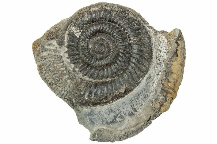 Ammonite (Dactylioceras) Fossil - England #223871